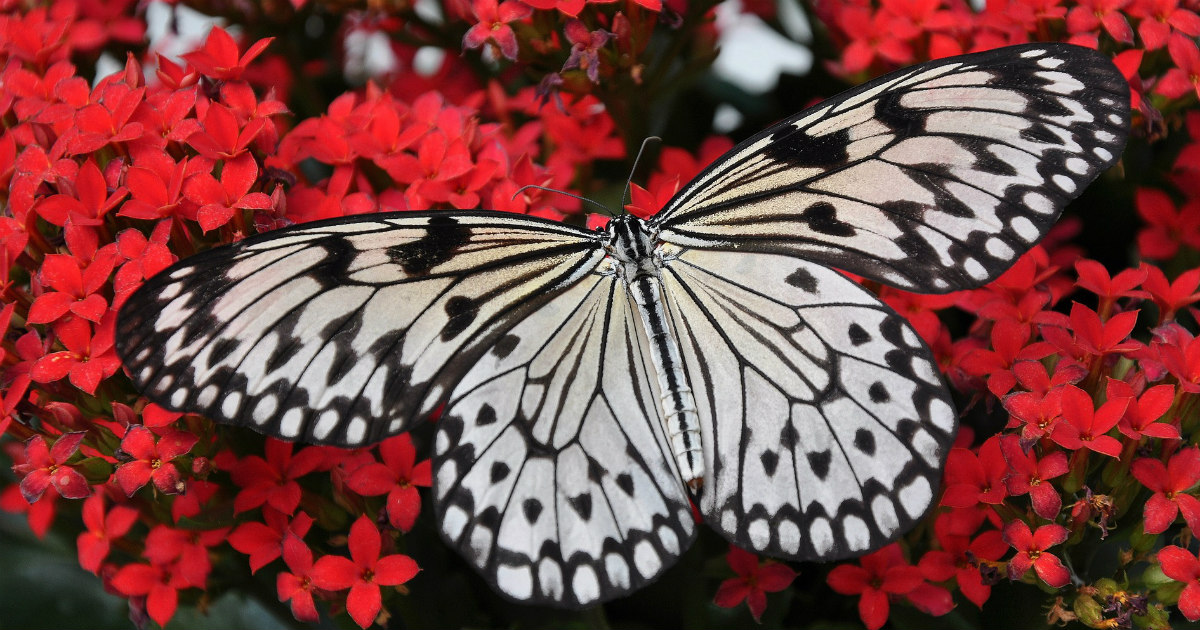 Becoming the Butterfly