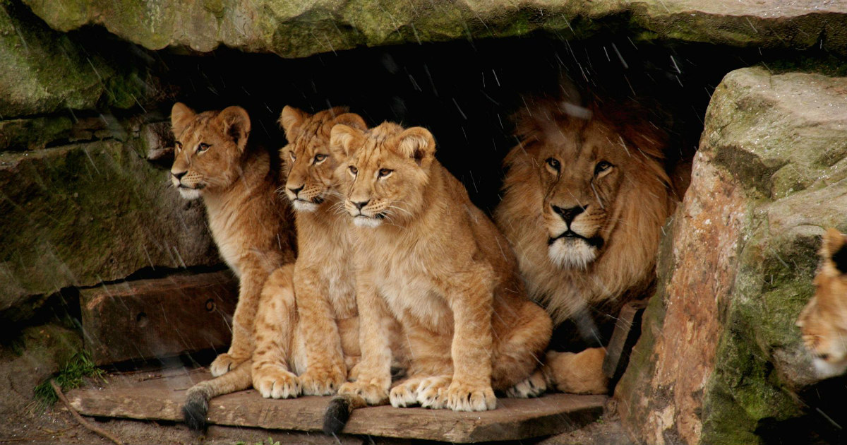 Lioness Embracing Growth and Positive Change