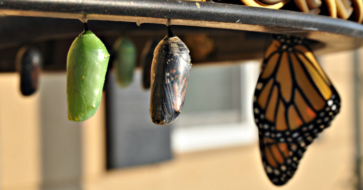 Breakthroughs, Business, and Becoming a Hedgehog