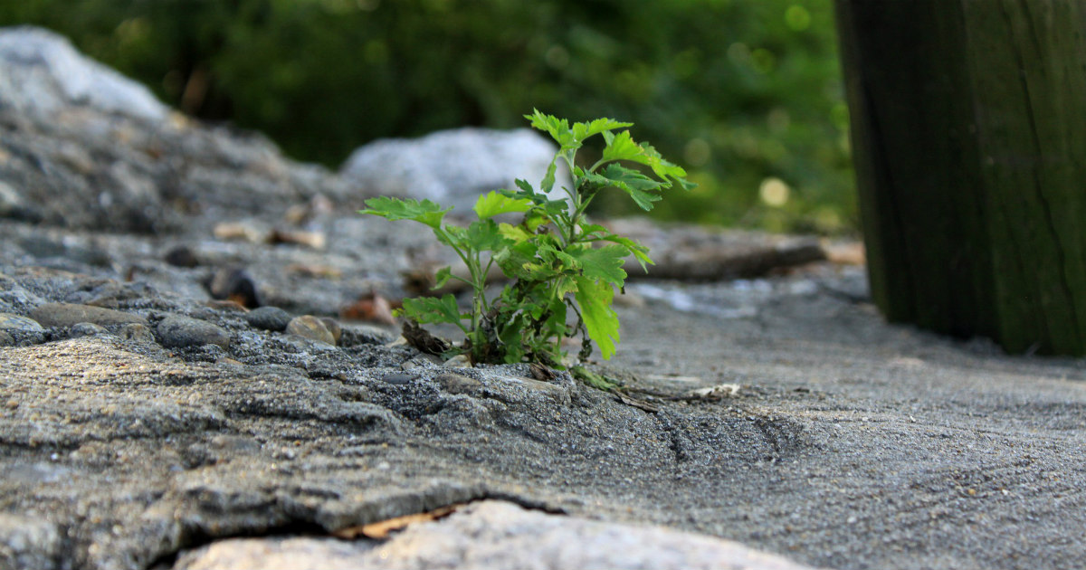 The Lemon Life Has Handed Me