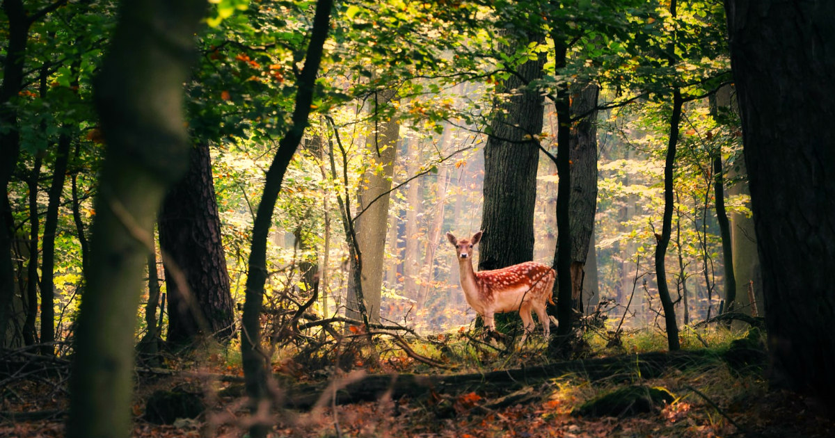 The Power of Silence